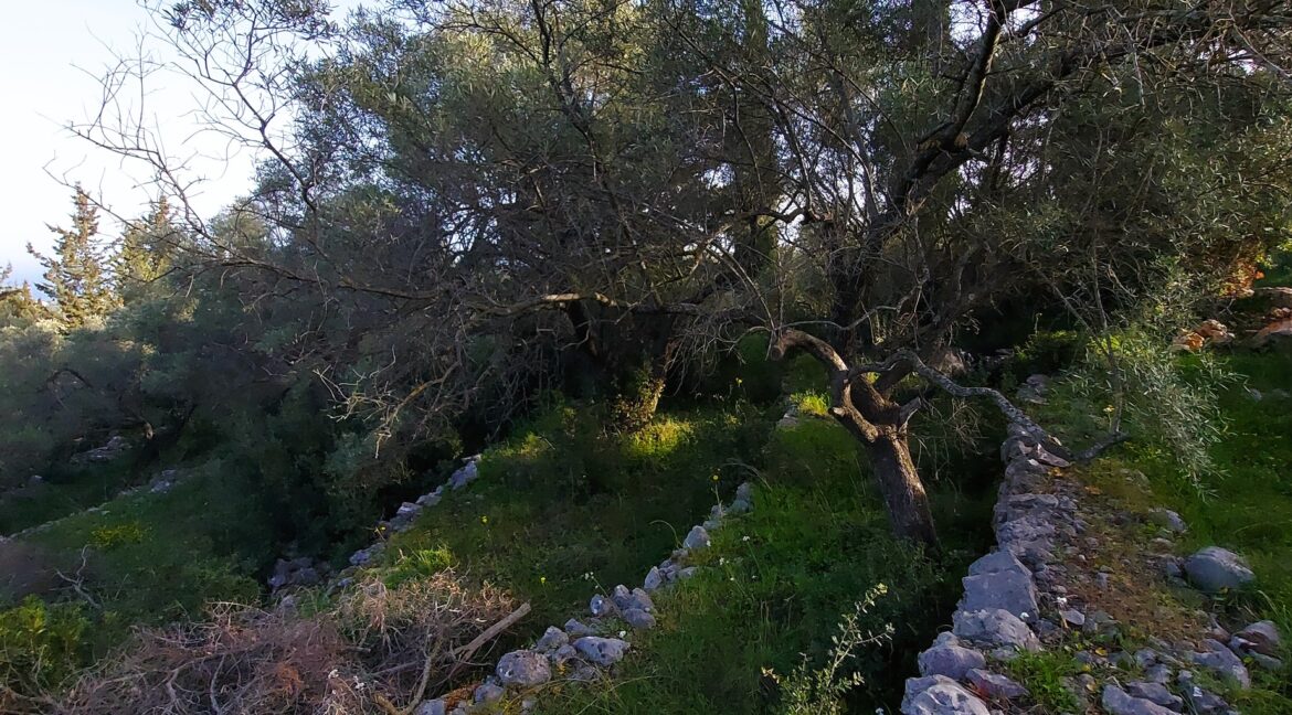 20240401_090219 - Αντιγραφή